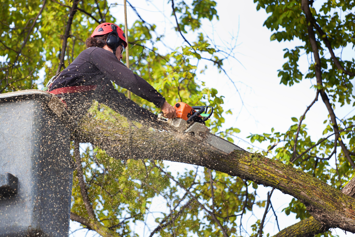 tree service in lancaster, pa